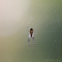 /album/macro/frida-dumont-img-4595-jpg/